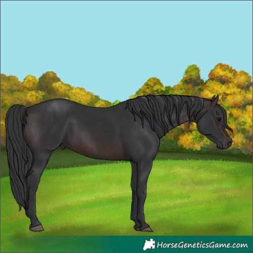 Horse Color:Brown 