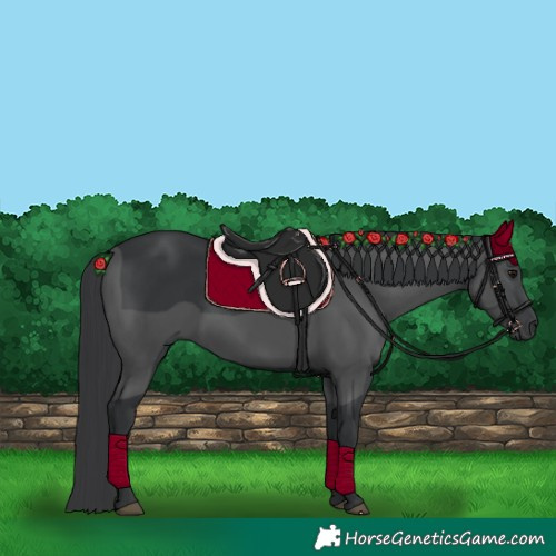 Horse Color:Black 