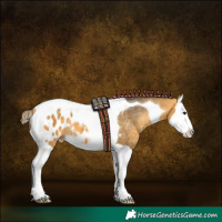 Horse Color:Buckskin Sabino Splash Tobiano Blanket 