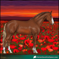 Horse Color:Chestnut 