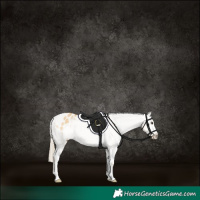 Horse Color:Palomino Dun Appaloosa 