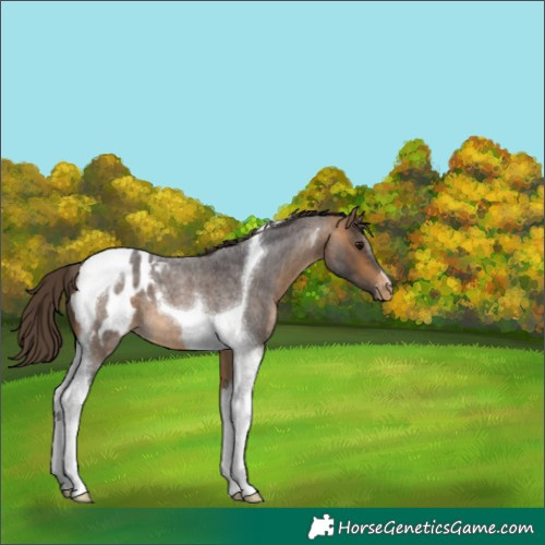Horse Color:Buckskin Roan Tobiano Appaloosa 