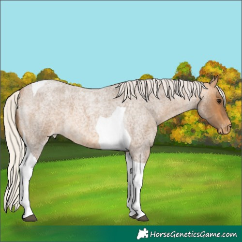 Horse Color:Silver Buckskin Roan Tobiano Appaloosa 