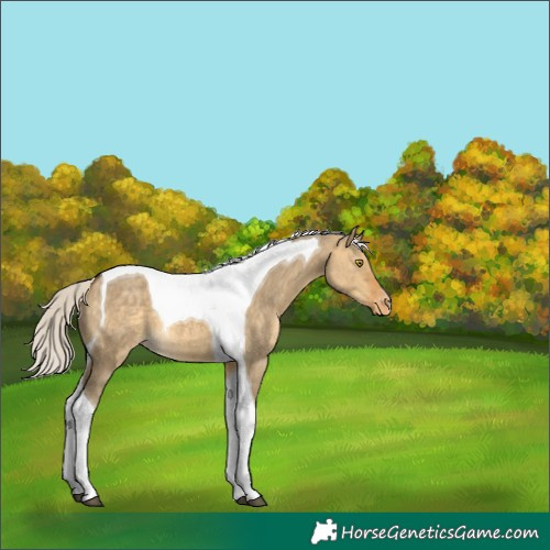 Horse Color:Silver Buckskin Dun Tobiano Appaloosa 
