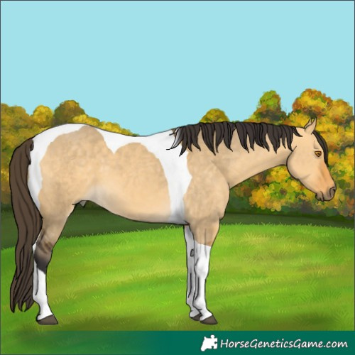 Horse Color:Buckskin Dun Tobiano
