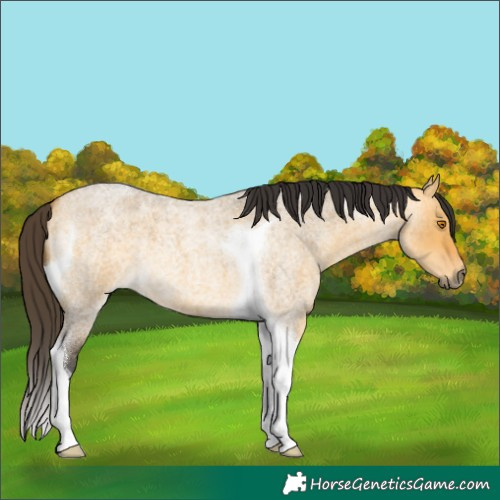 Horse Color:Buckskin Roan Dun Tobiano 