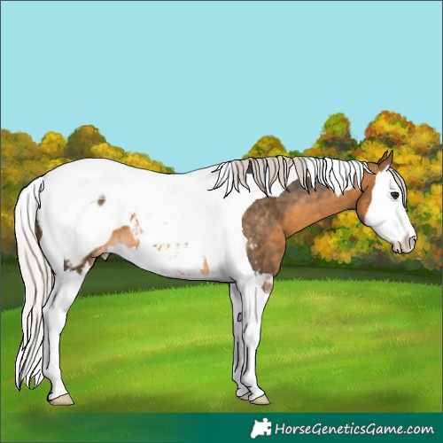 Horse Color:Silver Buckskin Splash Tobiano Appaloosa