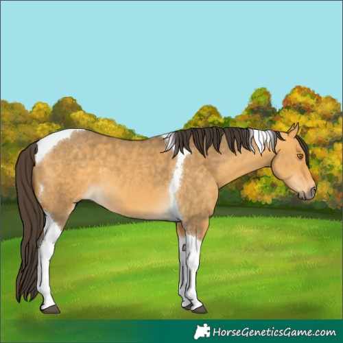 Horse Color:Buckskin Dun Tobiano 