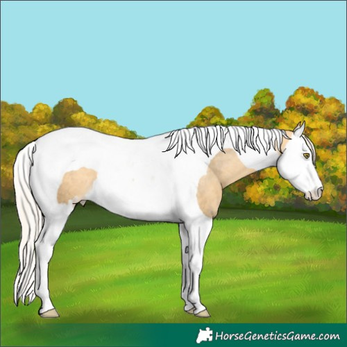 Horse Color:Silver Buckskin Dun Splash Tobiano Appaloosa