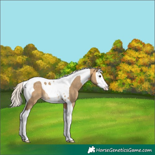 Horse Color:Silver Buckskin Dun Splash Tobiano