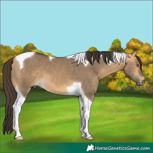 Horse Color:Buckskin Dun Tobiano 