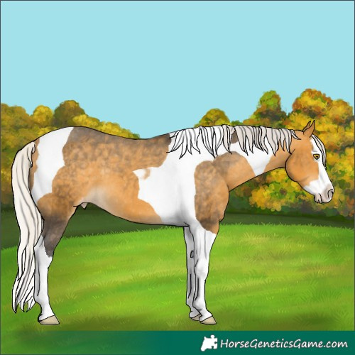 Horse Color:Silver Buckskin Splash Tobiano Appaloosa 