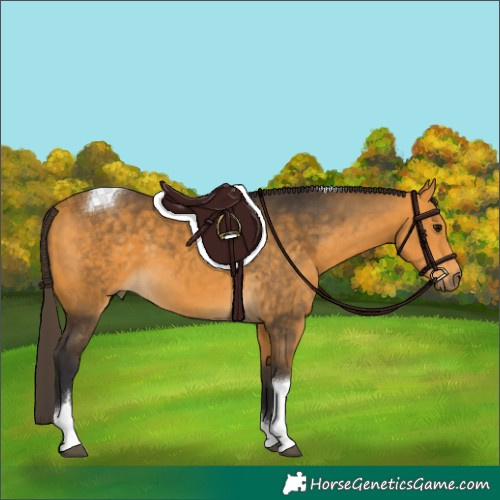 Horse Color:Buckskin Tobiano 