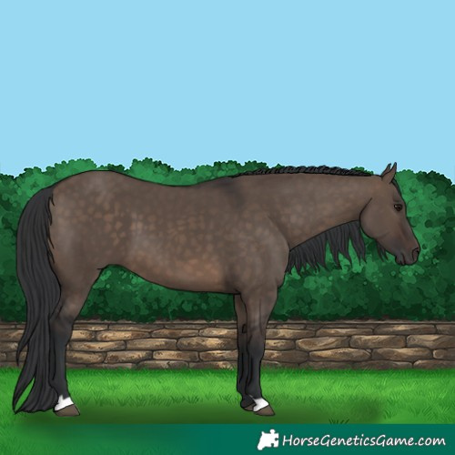 Horse Color:Brown Dun