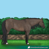 Horse Color:Brown Dun 