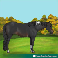 Horse Color:Brown Tobiano