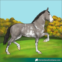 Horse Color:Smoky Grullo Sabino