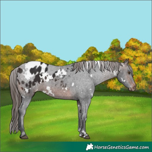 Horse Color:White Spotted Brown Blanket 
