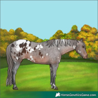 Horse Color:White Spotted Brown Appaloosa
