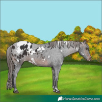Horse Color:White Spotted Brown Appaloosa 