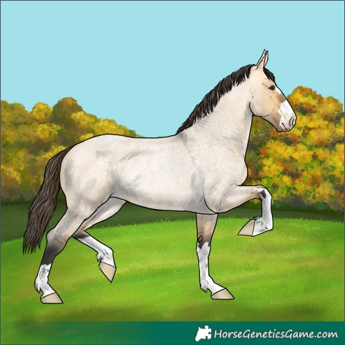 Horse Color:Buckskin Roan Dun Rabicano 