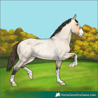 Horse Color:Buckskin Roan Dun Rabicano 