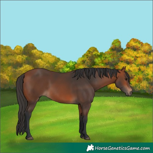 Horse Color:Bay 