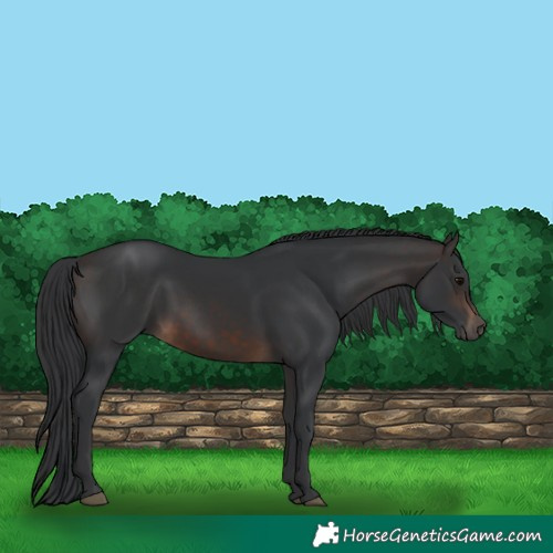 Horse Color:Brown 