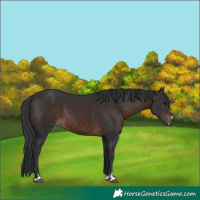 Horse Color:Brown 