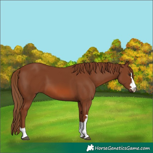 Horse Color:Chestnut 