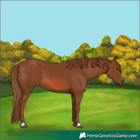 Horse Color:Chestnut 