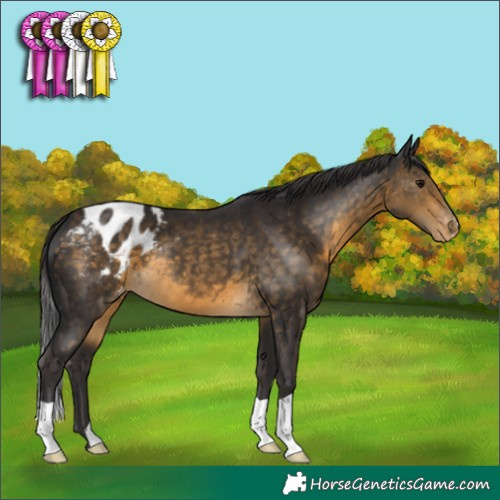 Horse Color:Buckskin Appaloosa 