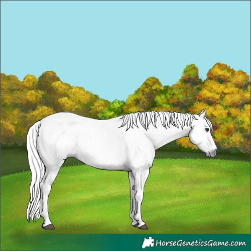 Horse Color:Gray Liver Chestnut 