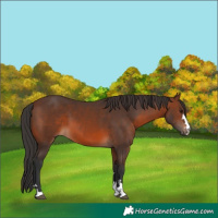 Horse Color:Brown 