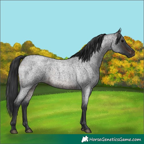 Horse Color:Brown Roan 