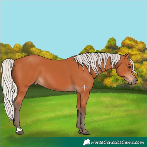 Horse Color:Silver Bay 