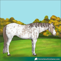 Horse Color:Brown Dun Sabino Appaloosa Rabicano 