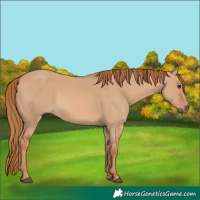 Horse Color:Red Dun 