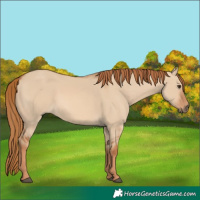 Horse Color:Red Dun 