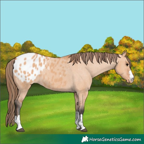 Horse Color:Bay Dun Appaloosa 