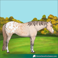 Horse Color:Bay Dun Blanket 