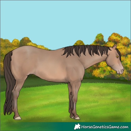 Horse Color:Amber Champagne 