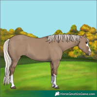 Horse Color:Silver Grullo 