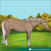 Horse Color:Silver Grullo 