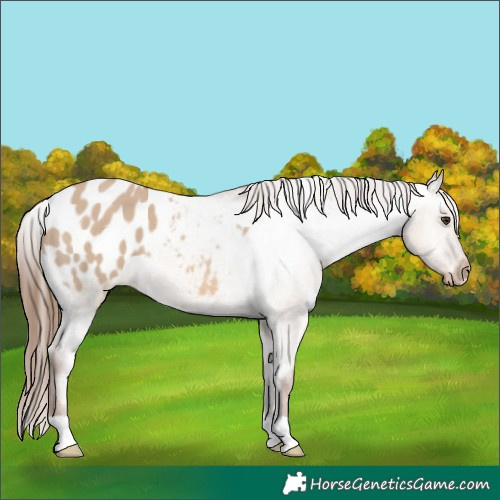 Horse Color:Red Dun Appaloosa 