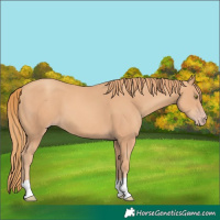 Horse Color:Gold Champagne 