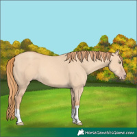 Horse Color:Gold Champagne Dun 