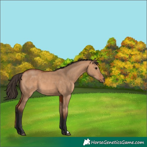 Horse Color:Bay Dun 