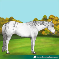 Horse Color:White Spotted Liver Chestnut Appaloosa 