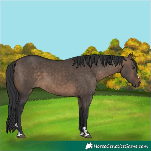Horse Color:Brown Dun 